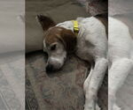 Small #1 Treeing Walker Coonhound
