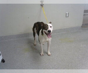 Staffordshire Bull Terrier Dogs for adoption in Pasadena, TX, USA