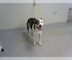 Small Staffordshire Bull Terrier