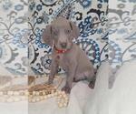 Puppy Rhett Weimaraner