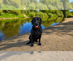Small Labrador Retriever