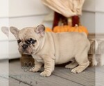 Small #2 French Bulldog