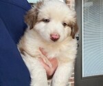 Puppy MAPLE Miniature Australian Shepherd