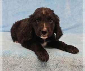 Labbe Dogs for adoption in Brewster, NY, USA