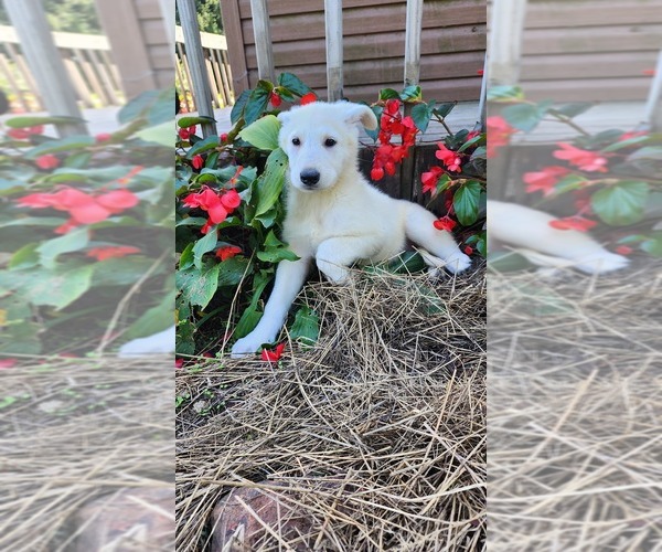 Medium Photo #1 German Shepherd Dog Puppy For Sale in GREENWOOD, WI, USA