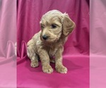 Small #3 Cavapoo-Goldendoodle Mix