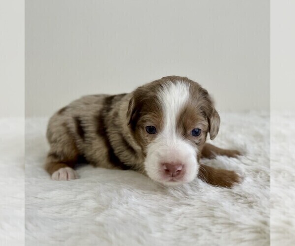 Medium Photo #16 Aussiedoodle Miniature -Miniature Bernedoodle Mix Puppy For Sale in CULPEPER, VA, USA