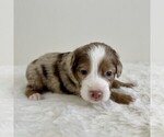 Small #7 Aussiedoodle Miniature -Miniature Bernedoodle Mix