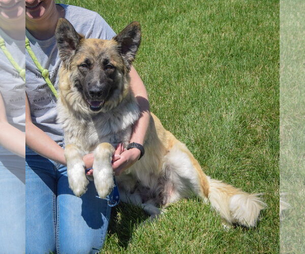 Medium Photo #5 German Shepherd Dog-Unknown Mix Puppy For Sale in Huntley, IL, USA