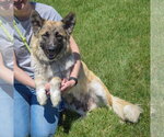 Small #4 German Shepherd Dog Mix