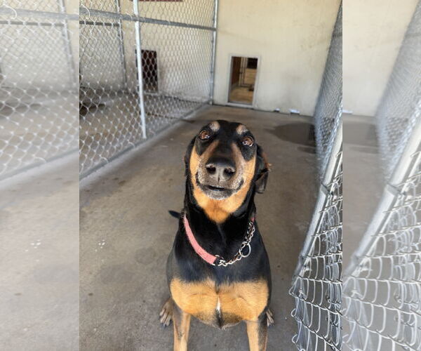 Medium Photo #2 Doberman Pinscher Puppy For Sale in Devine, TX, USA