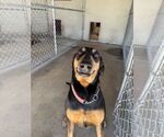 Small #1 Doberman Pinscher
