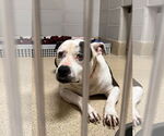 Small #10 American Pit Bull Terrier