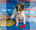 Small Photo #7 Shetland Sheepdog Puppy For Sale in MILWAUKEE, WI, USA