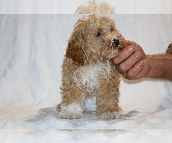 Medium Photo #21 Cockapoo (Miniature) Puppy For Sale in DYERSBURG, TN, USA