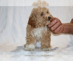 Small #20 Cockapoo (Miniature)
