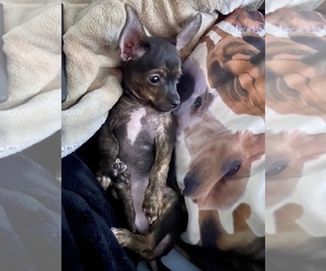Chihuahua Puppy for sale in MISHAWAKA, IN, USA
