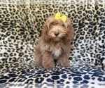 Small #2 ShihPoo
