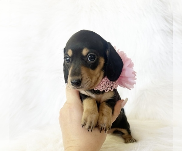 Medium Photo #5 Dachshund Puppy For Sale in DAVIS, CA, USA