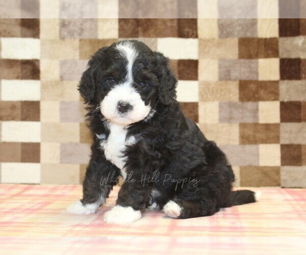 Medium Photo #5 Bernedoodle (Miniature) Puppy For Sale in DENVER, PA, USA