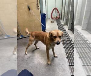 Labrador Retriever-Unknown Mix Dogs for adoption in Stockton, CA, USA