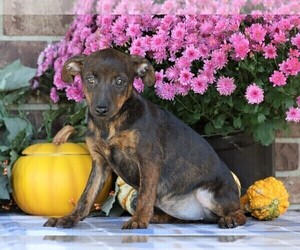 Pinny-Poo Puppy for sale in FREDERICKSBG, OH, USA