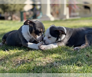 American Bully Puppy for sale in TEMECULA, CA, USA
