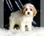 Small #1 Cavapoo