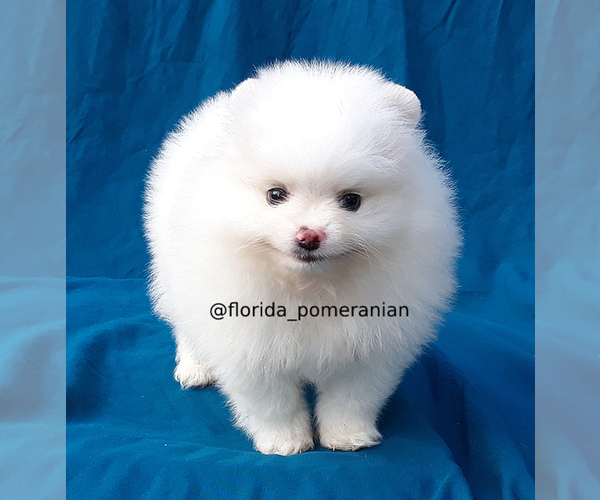 Medium Photo #15 Pomeranian Puppy For Sale in PALM BCH GDNS, FL, USA