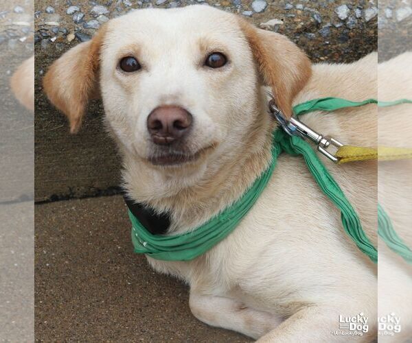 Medium Photo #4 Labrador Retriever-Unknown Mix Puppy For Sale in Washington, DC, USA