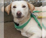 Small #3 Labrador Retriever Mix