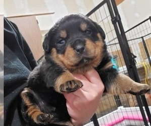 Rottweiler Puppy for Sale in FOLEY, Minnesota USA