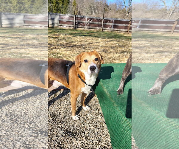 Medium Photo #9 Beagle-Unknown Mix Puppy For Sale in Germantown, OH, USA