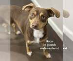 Small #5 Beagle Mix