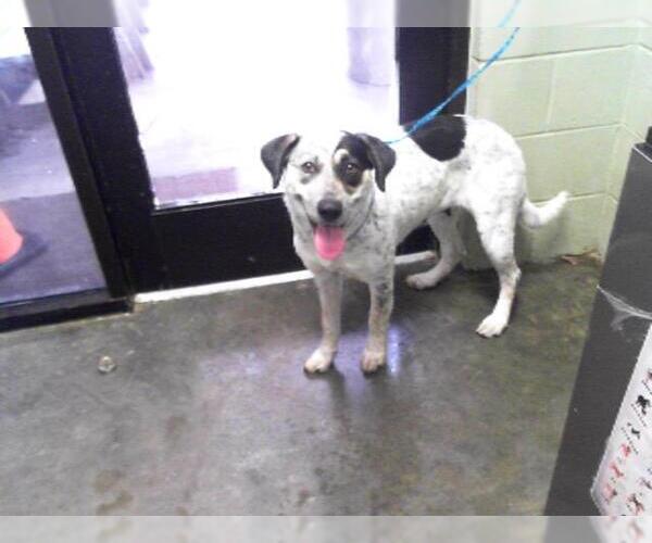 Medium Photo #1 Bluetick Coonhound-Unknown Mix Puppy For Sale in Tulsa, OK, USA