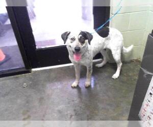 Bluetick Coonhound-Unknown Mix Dogs for adoption in Tulsa, OK, USA
