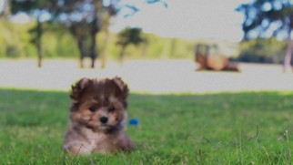 Morkie Puppy for sale in BONHAM, TX, USA