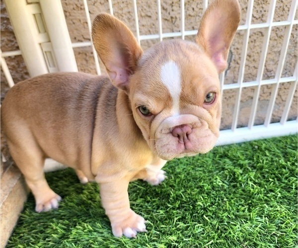 Medium Photo #5 French Bulldog Puppy For Sale in LAS VEGAS, NV, USA