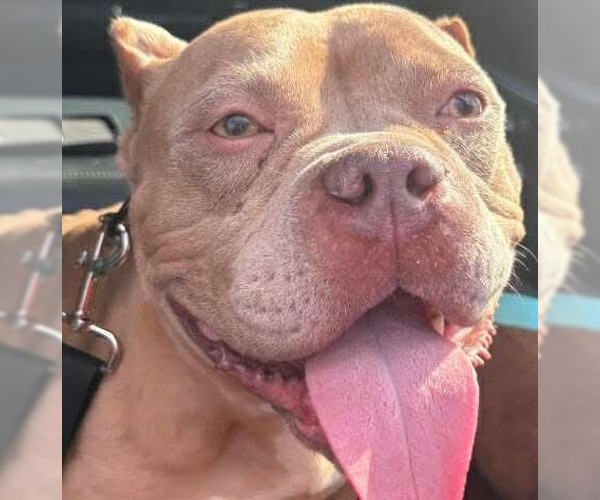 Medium Photo #8 Bulldog-Unknown Mix Puppy For Sale in Germantown, OH, USA