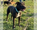 Small Photo #6 American Pit Bull Terrier-Unknown Mix Puppy For Sale in Germantown, OH, USA