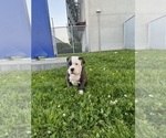 Small #2 American Pit Bull Terrier-English Bulldog Mix