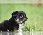 Small #5 Miniature Australian Shepherd