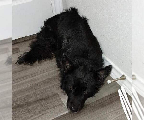 Medium Photo #1 Border Collie-Unknown Mix Puppy For Sale in San Antonio, TX, USA