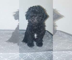 Poodle (Toy) Puppy for sale in BACLIFF, TX, USA