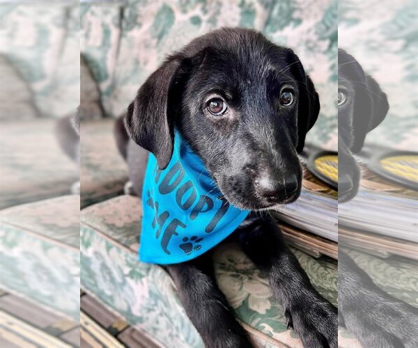 Medium Photo #7 Labrador Retriever-Unknown Mix Puppy For Sale in Tampa, FL, USA