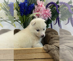 Small Photo #5 Pomsky Puppy For Sale in ROCKFORD, IL, USA