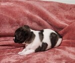 Small #7 Chihuahua