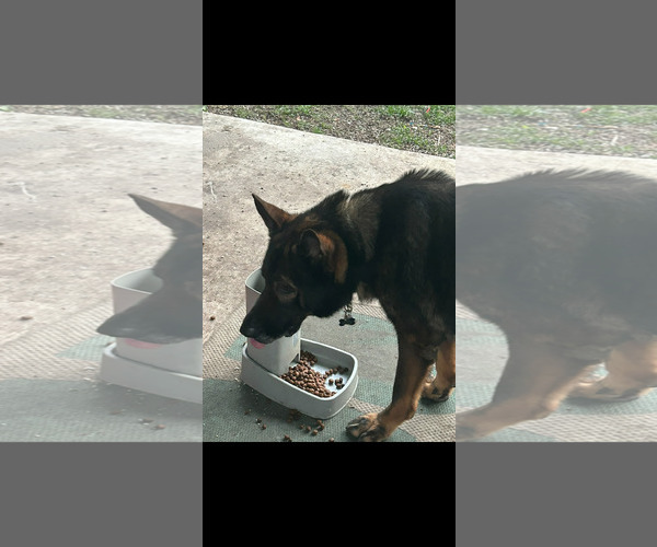 Medium Photo #4 German Shepherd Dog Puppy For Sale in Plantation, FL, USA