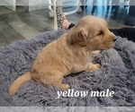 Small Photo #5 Golden Retriever Puppy For Sale in BENTON, IL, USA