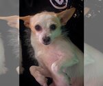 Small Photo #9 Chihuahua Puppy For Sale in Dana Point, CA, USA